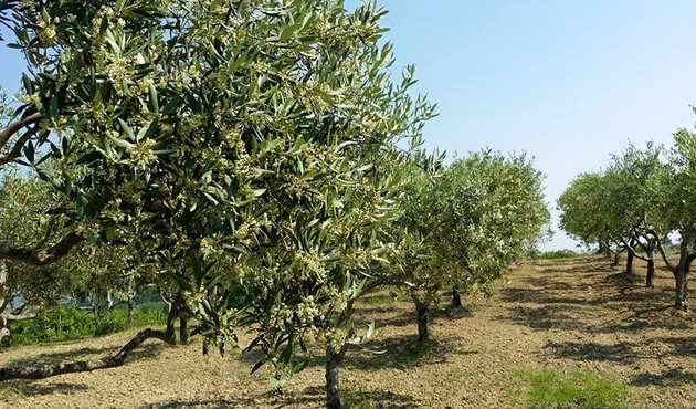 The olive orchards