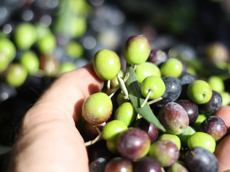 Le nostre olive